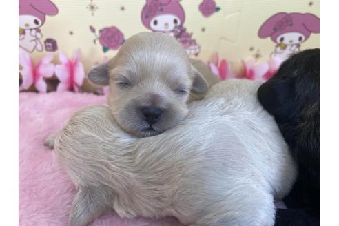 成約済の栃木県のミックス犬-109135の14枚目