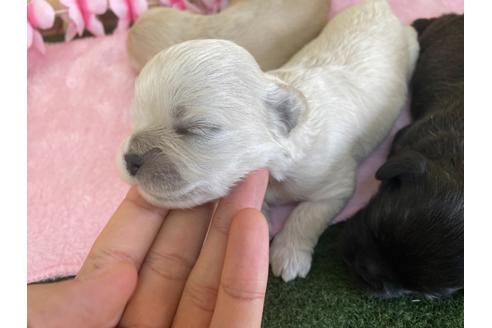 成約済の栃木県のミックス犬-109135の13枚目