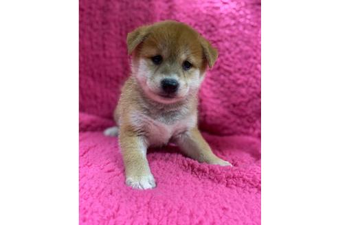 成約済の群馬県の柴犬-109140の1枚目