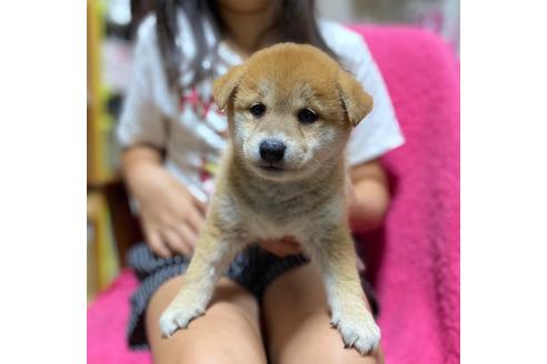 成約済の群馬県の柴犬-109140の2枚目