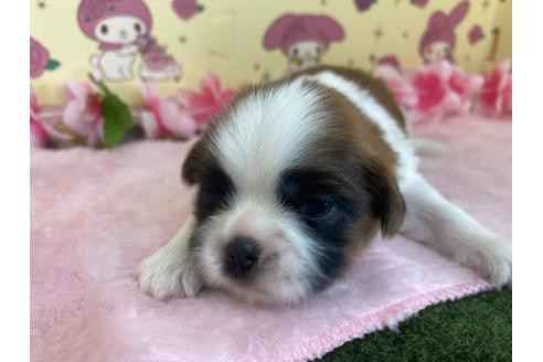 成約済の栃木県のシーズー-109143の15枚目