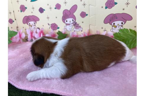 成約済の栃木県のシーズー-109143の13枚目