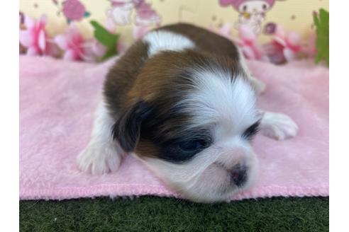 成約済の栃木県のシーズー-109144の17枚目