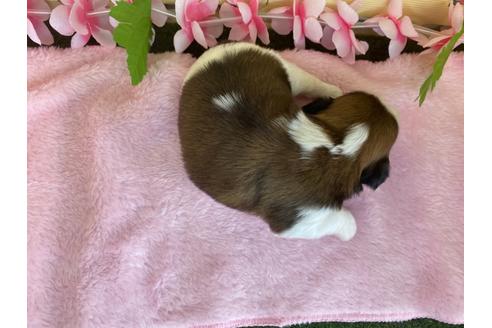 成約済の栃木県のシーズー-109144の14枚目