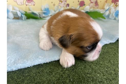 成約済の栃木県のシーズー-109149の16枚目