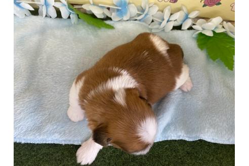 成約済の栃木県のシーズー-109149の15枚目