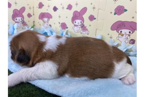 成約済の栃木県のシーズー-109149の14枚目