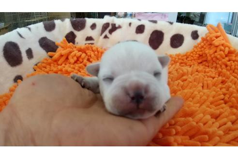 成約済の愛知県のフレンチブルドッグ-108723の4枚目