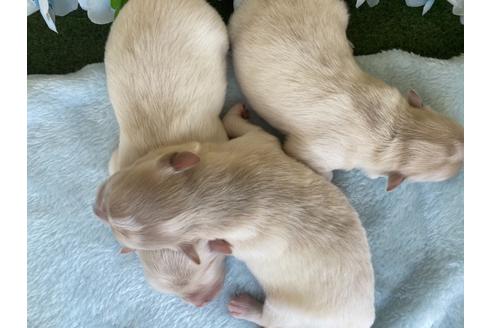 成約済の栃木県のポメチワ:ポメラニアン×チワワ-109150の23枚目