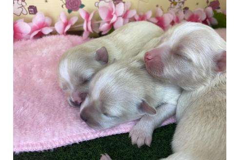 成約済の栃木県のポメチワ:ポメラニアン×チワワ-109151の22枚目