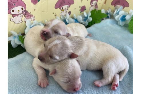 成約済の栃木県のポメチワ:ポメラニアン×チワワ-109168の21枚目