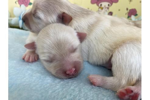 成約済の栃木県のポメチワ:ポメラニアン×チワワ-109169の18枚目