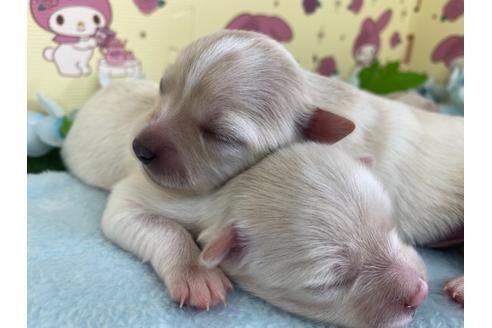 成約済の栃木県のポメチワ:ポメラニアン×チワワ-109169の17枚目