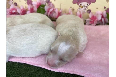 成約済の栃木県のポメチワ:ポメラニアン×チワワ-109170の19枚目
