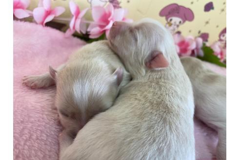 成約済の栃木県のポメチワ:ポメラニアン×チワワ-109170の17枚目
