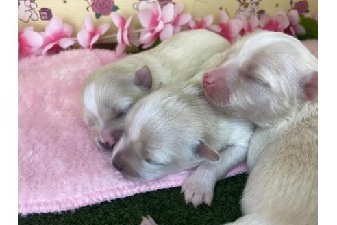 成約済の栃木県のポメチワ:ポメラニアン×チワワ-109171の22枚目