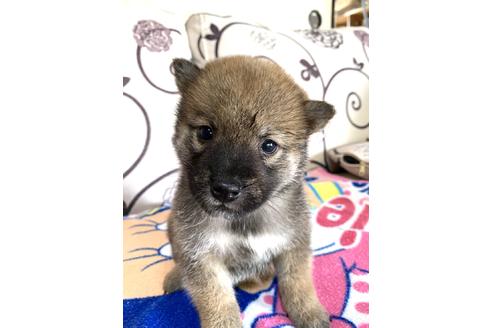 子犬