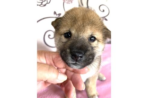 成約済の埼玉県の柴犬-109187の1枚目