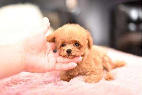 成約済の茨城県のティーカッププードル-109191の4枚目
