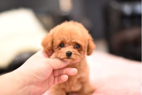 成約済の茨城県のティーカッププードル-109191の2枚目
