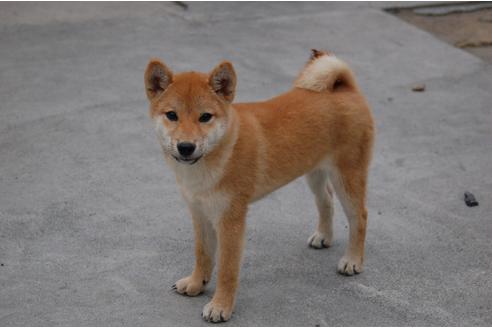 成約済の埼玉県の柴犬-109215の1枚目