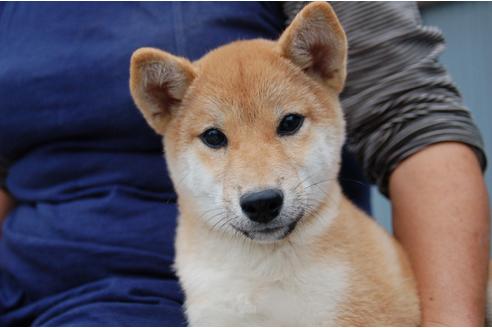 成約済の埼玉県の柴犬-109215の7枚目