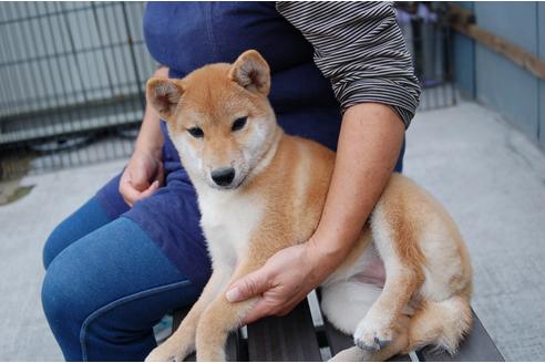 成約済の埼玉県の柴犬-109215の6枚目
