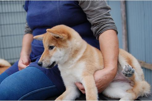 成約済の埼玉県の柴犬-109215の5枚目