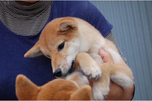 成約済の埼玉県の柴犬-109215の4枚目