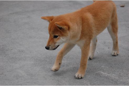 成約済の埼玉県の柴犬-109215の3枚目
