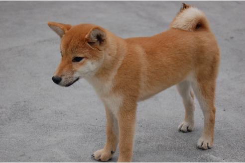 成約済の埼玉県の柴犬-109215の2枚目