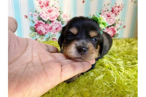 成約済の秋田県のチワックス:チワワ×ミニチュアダックスフンド-108315の1枚目