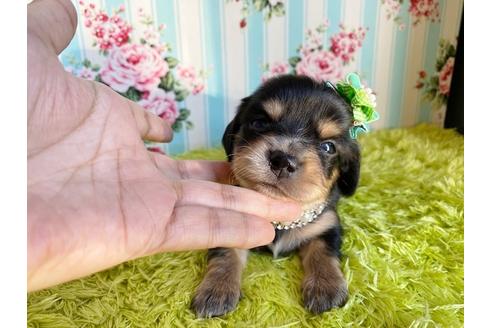 成約済の秋田県のチワックス:チワワ×ミニチュアダックスフンド-108315の9枚目