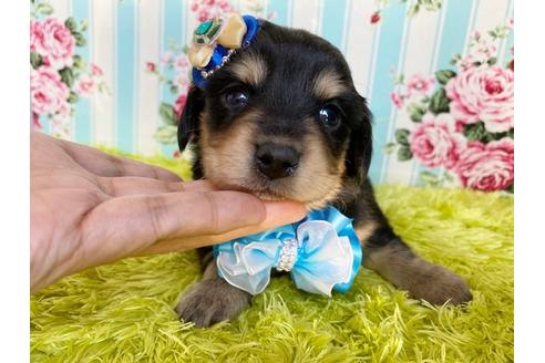 成約済の秋田県のチワックス:チワワ×ミニチュアダックスフンド-109230