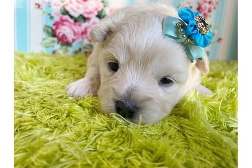 成約済の秋田県のミックス犬-109233の15枚目