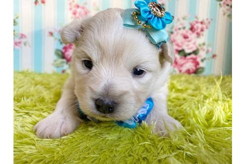 成約済の秋田県のミックス犬-109233の14枚目