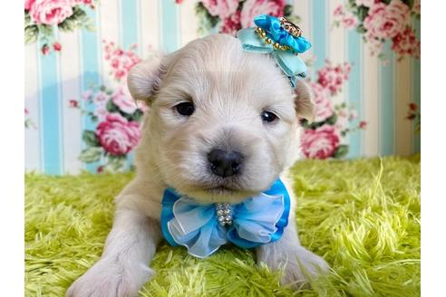 成約済の秋田県のミックス犬-109233の12枚目