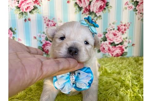 成約済の秋田県のミックス犬-109233の11枚目