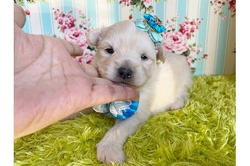 成約済の秋田県のミックス犬-109233の10枚目