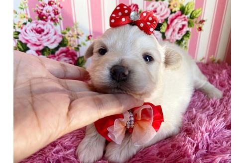 成約済の秋田県のミックス犬-109234の11枚目