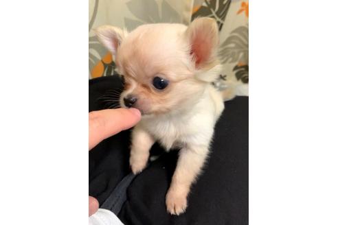 神奈川県のロングコートチワワ 男の子 08 15生まれ 極小ちわわさん 子犬id ブリーダーナビ 神奈川県のロングコートチワワ 男の子 08 15生まれ 極小ちわわさん 子犬id ブリーダーナビ