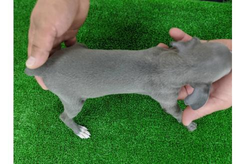 成約済の愛知県のイタリアングレーハウンド(イタグレ)-107306の5枚目