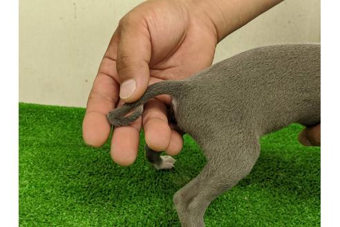 成約済の愛知県のイタリアングレーハウンド(イタグレ)-107306の4枚目