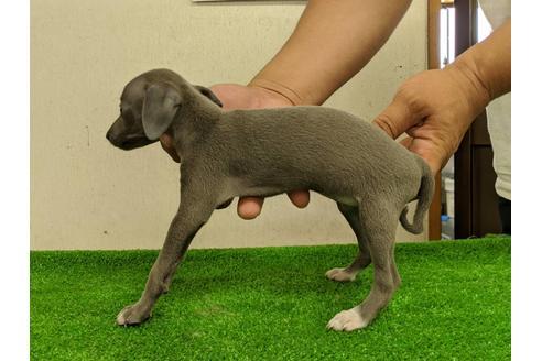 成約済の愛知県のイタリアングレーハウンド(イタグレ)-107306の3枚目