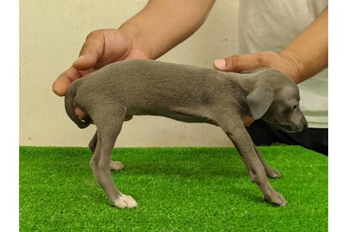 成約済の愛知県のイタリアングレーハウンド(イタグレ)-107306の2枚目