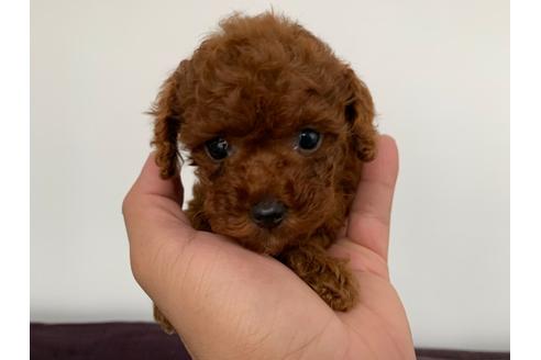 成約済の静岡県のトイプードル-109318の2枚目