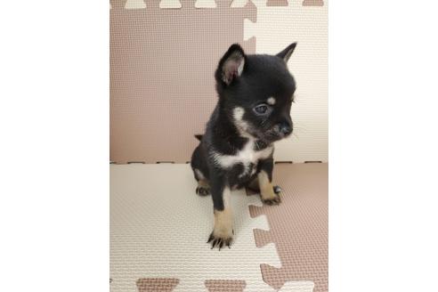 神奈川県のミックス犬 女の子 09 01生まれ 豆柴 チワワの珍しいミックス犬 ブラックタン 子犬id 1043 ブリーダーナビ