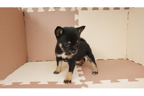 神奈川県のミックス犬 女の子 09 01生まれ ブラックタン 子犬id 1043 ブリーダーナビ 神奈川県のミックス犬 女の子 09 01生まれ ブラックタン 子犬id 1043 ブリーダーナビ