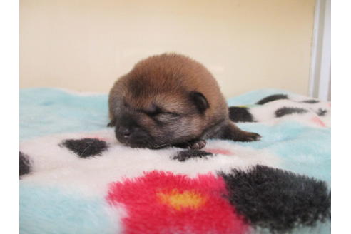 成約済の岡山県の柴犬-109338の6枚目