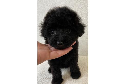 成約済の岡山県のタイニープードル-107907の14枚目